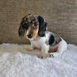 Mike - Dapple male Dachshund puppy in Modesto, California from Cabrera Family Kennels