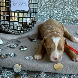 Diana (Orange) - Apricot female Goldendoodle puppy in St. George, Utah from Dashing Doodle Pups