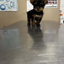 Sky - Black and tan female Silky Terrier puppy in City Of Orange, New Jersey from Fur-Ever Friends