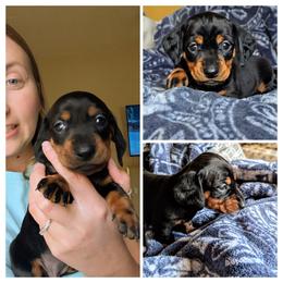Jasmine - Black and tan female Dachshund puppy in Ormond Beach, Florida from Manpaw Puppies