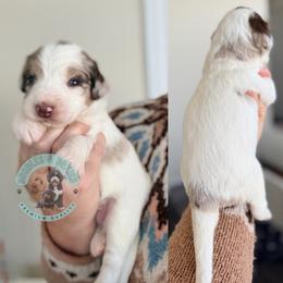 Blitzen - Merle male Bernedoodle puppy in Marion, Ohio from Doodles & Doxies