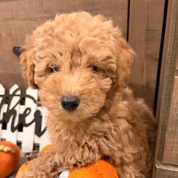 Annie (yellow collar ) - Red  female Goldendoodle puppy in Atco, New Jersey from Flannery’s lucky puppies 🍀