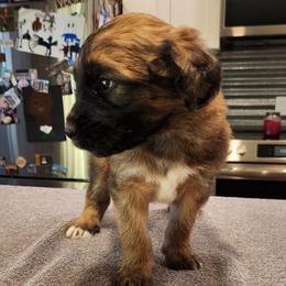 Brown male - Brown and white male Saint Berdoodle puppy in Saint Joseph, Missouri from Home Raised St. Berdoodles