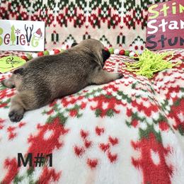 Max 1 - Fawn male French Bulldog puppy in Homestead, Florida from BackyardfinestBullys