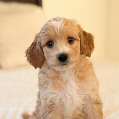 Boy 4 - Apricot male Goldendoodle puppy in Sallisaw, Oklahoma from Huddle Puppies