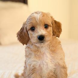 Boy 4 - Apricot male Goldendoodle puppy in Sallisaw, Oklahoma from Huddle Puppies