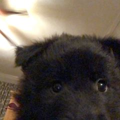 Belgian Sheepdog and Golden Retriever Puppies from Mi-Kels Belgians and Goldens