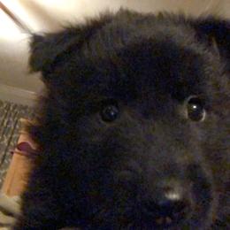 Belgian Sheepdog and Golden Retriever Puppies from Mi-Kels Belgians and Goldens