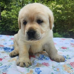 Gage - Yellow Labrador Retriever puppy in Braselton, Georgia from Bel Amour