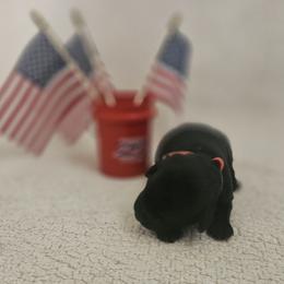 Red - Black female Labrador Retriever puppy in Lubbock, Texas from Bentwood Cove Kennel