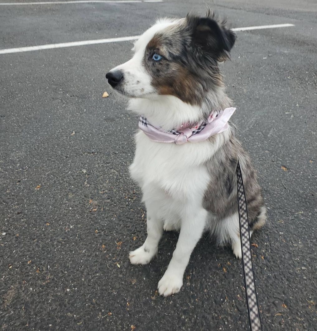 Sky - Miniature Australian Shepherd