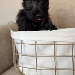 Pepsi (Pep) - Black female Scottish Terrier puppy in Bristol, Virginia from Schrute Farms Canine Clan