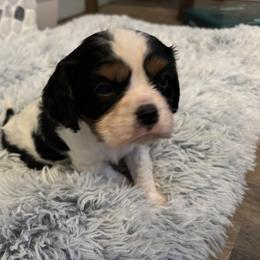 Cavalier King Charles Spaniel Puppies from Krawczyk's House of Cavaliers