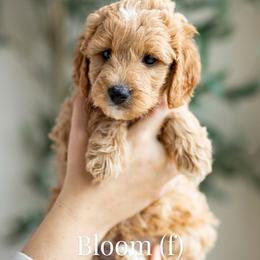 Bloom - Apricot female Goldendoodle puppy in Acton, Maine from Silver Pines Pups