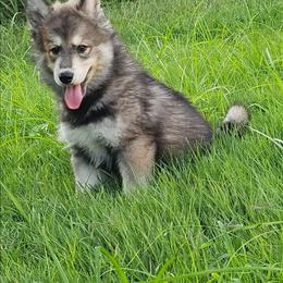 Cyber - Gray and white male Siberian Husky puppy in Louisville, Kentucky from Wild Hunt Huskies