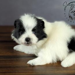 Oreo - Black parti male Pomeranian puppy in Fultonville, New York from Sandy Aussies & Pomeranians