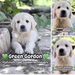 3rd Pick Male - Green - Light golden male Golden Retriever puppy in Sarasota, Florida from Platinum Paws Puppies
