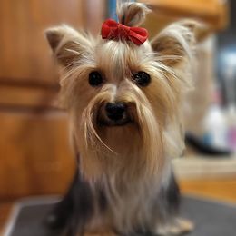 Yorkshire Terriers from Cali Rose Kennel