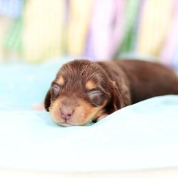 Nux -FULL AKC REGISTRATION- - Chocolate and tan male Dachshund puppy in Neosho, Missouri from Kenny Cave K9s
