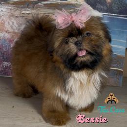 Bessie - Red and white female Shih Tzu puppy in Mercedes, Texas from Tzu Casa