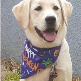 Daisy - Labrador Retriever