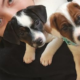 Russell Terrier Puppies from Frog Hollow Farm