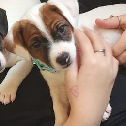 Russell Terrier Puppies from Frog Hollow Farm