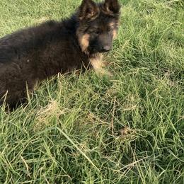 German Shepherd Puppies from Silver Knight Shepherds