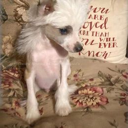 Chihuahua and Chinese Crested Puppies from Western Kentucky Chihuahua’s and Chinese Crested’s