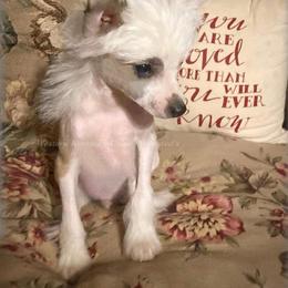 Chihuahua and Chinese Crested Puppies from Western Kentucky Chihuahua’s and Chinese Crested’s