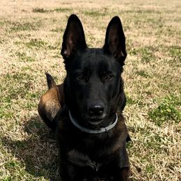Karma - Belgian Malinois