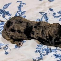 Nymphadora - Merle female Sheepadoodle puppy in Austin, Texas from Darling Doodles