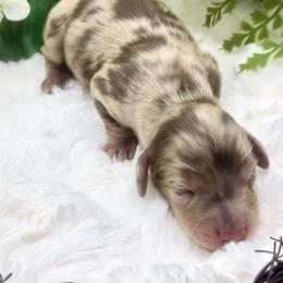 August - Dapple male Dachshund puppy in Exeter, California from Sawtooth Miniature Dachshunds