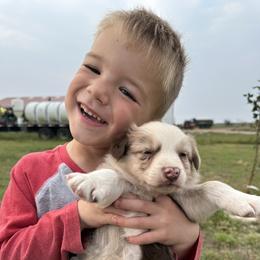 Australian Shepherd Puppies from South Dakota Creekside Australian Shepherds