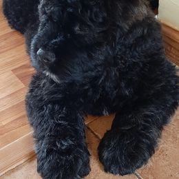 Bouvier des Flandres and Havanese Puppies from Beulah Bouviers and Havanese
