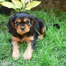 Cavalier King Charles Spaniel Puppies from 7 Bridges Cavaliers