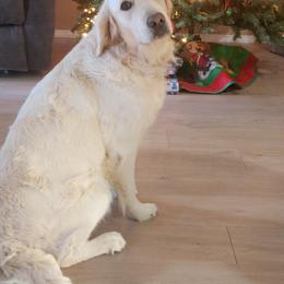 Golden Retriever All Grown Up from Teeter's Desert  Goddess Goldens