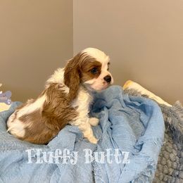 Cavalier King Charles Spaniel, Golden Retriever, and Poodle Puppies from Fluffy Buttz