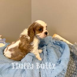 Cavalier King Charles Spaniel, Golden Retriever, and Poodle Puppies from Fluffy Buttz