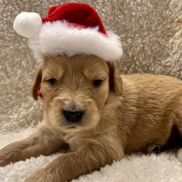 Jingle - Apricot female Goldendoodle puppy in The Woodlands, Texas from Gracie's Goldendoodles and Bernedoodles