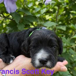 Francis ( Scott Key) - Black male Goldendoodle puppy in Newark, Ohio from Valleydayle Doodles and Wheatens