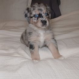 Drako - Blue merle male Australian Shepherd puppy in Charlotte, North Carolina from Good Karma Aussies