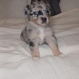 Drako - Blue merle male Australian Shepherd puppy in Charlotte, North Carolina from Good Karma Aussies
