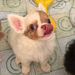 Wilder - Chocolate and white male Chihuahua puppy in Newport Beach, California from Exotic City Pomeranians and chihuahuas