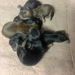 Boy 2 - Black and cream male Dachshund puppy in East Dover, Vermont from Audet’s Mini Dachshunds