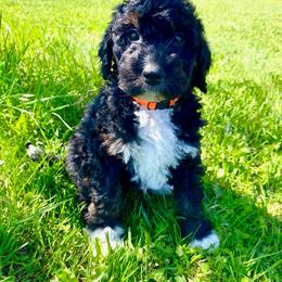 Tullan - Tri-color male Bernedoodle puppy in Spring Valley, Wisconsin from Filipiak Breeders