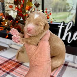 Hannah - Red female Pyredoodle puppy in Bowling Green, Ohio from FDF Pyredoodles & Bernedoodles