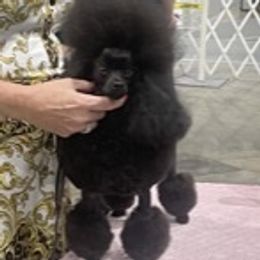 Sassy - Poodle