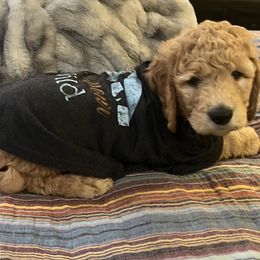 Teddy 🤎 - Apricot Goldendoodle puppy in Puyallup, Washington from Jeanbeans Doodles