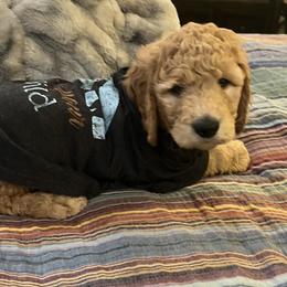 Teddy 🤎 - Apricot Goldendoodle puppy in Puyallup, Washington from Jeanbeans Doodles